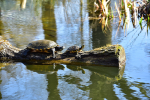 Beschattung für den Gartenteich - Welchen Sonnenschutz für den Teich gibt es?
