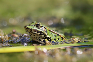 Teichwasser gekippt - Warum passiert das und was kann man tun?